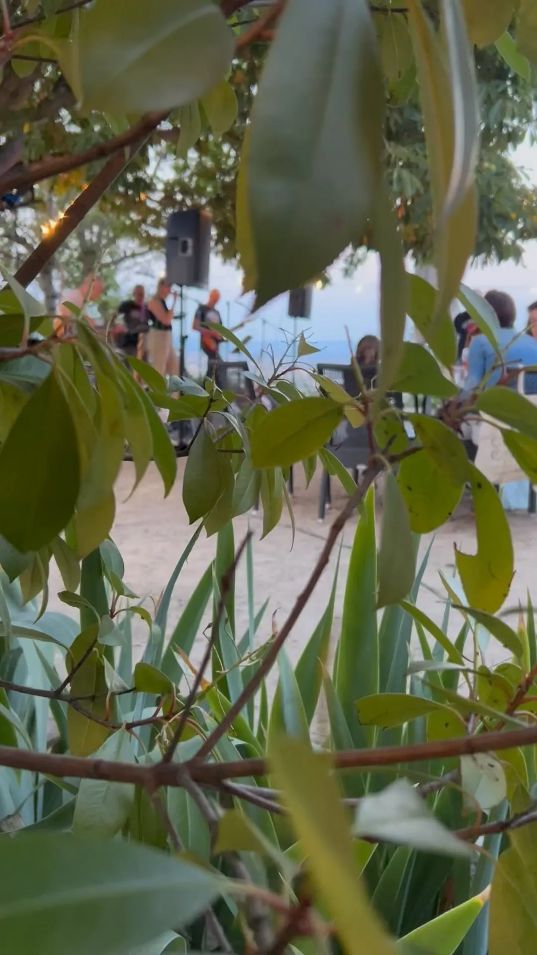 Un concert sur la terrasse, aperçu à travers le feuillage